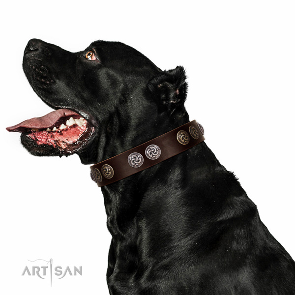 Rust-proof embellishments on full grain genuine leather dog collar for your pet