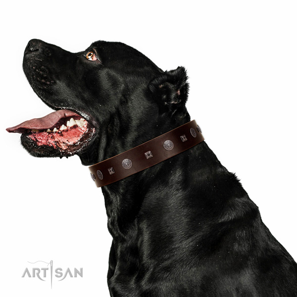 Strong hardware on comfy wearing collar for your dog