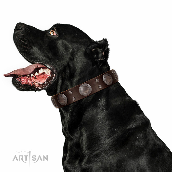 Full grain leather dog collar with stylish design decorations made doggie