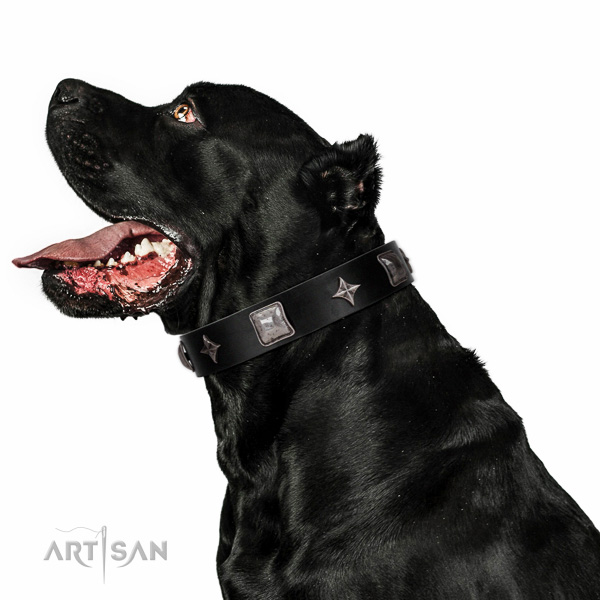 Fancy walking high quality leather dog collar with embellishments