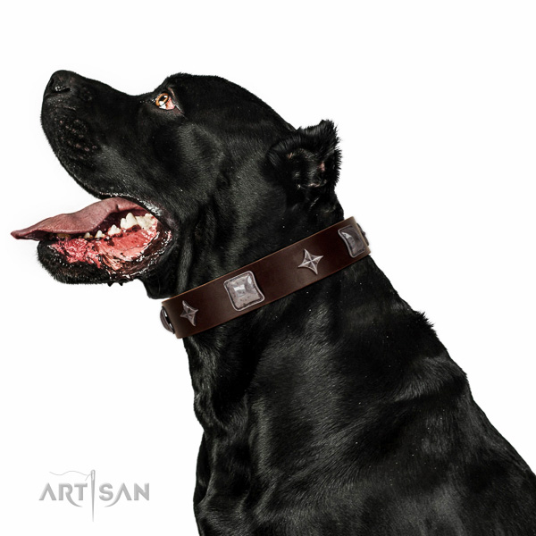 Exceptional dog collar handcrafted for your handsome four-legged friend