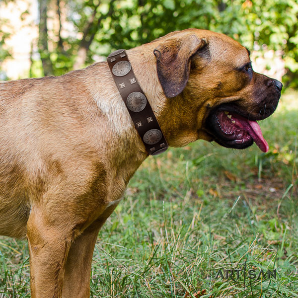 Cane Corso comfortable full grain genuine leather dog collar for basic training