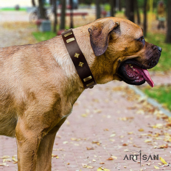Cane Corso adorned full grain genuine leather dog collar for basic training