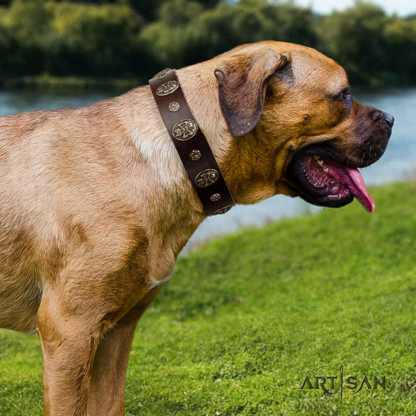 Cane Corso exceptional full grain genuine leather dog collar for comfortable wearing