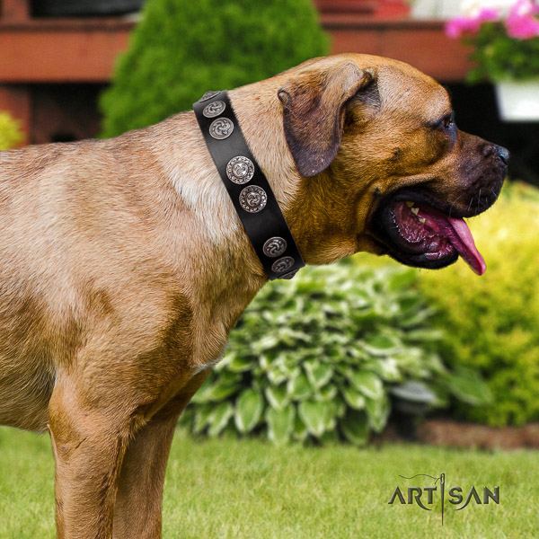 Cane Corso unique natural genuine leather dog collar for stylish walking