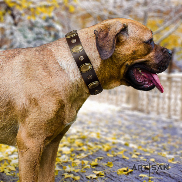 Cane Corso studded natural genuine leather dog collar for stylish walking