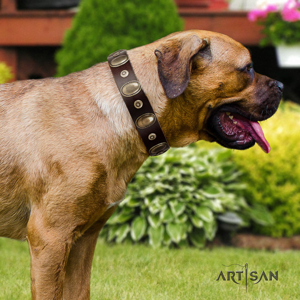 Cane Corso stunning natural genuine leather dog collar for handy use