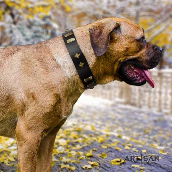 Cane Corso top notch leather dog collar for walking