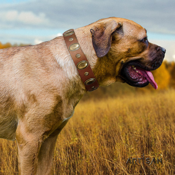 Cane Corso significant natural genuine leather dog collar for easy wearing