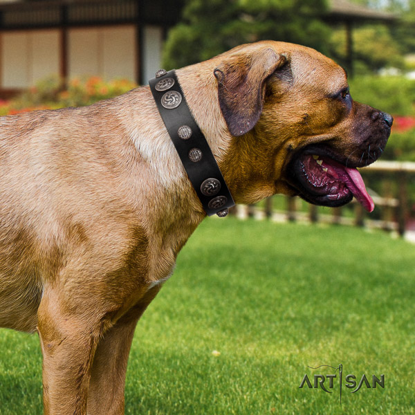 Cane Corso stylish leather dog collar for comfortable wearing