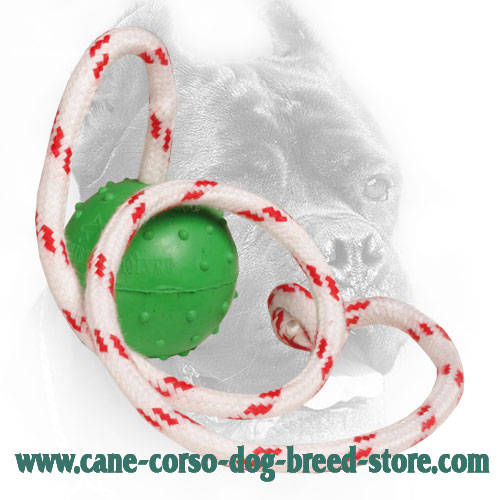 Cane corso outlet toys