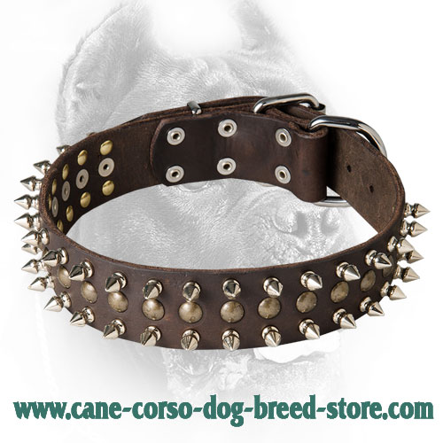 War Design Leather Cane Corso Collar With Spikes And Half Ball Studs