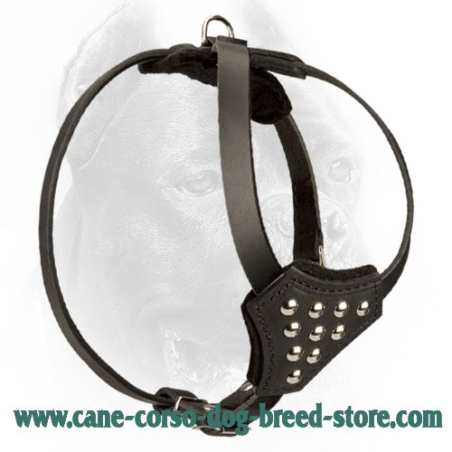 Designer Quality Studded Leather Dog Harness for Cane Corso Breed