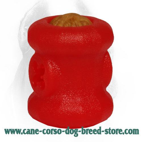 Small Cane Corso Fire Plug With Everlasting Treats Inside