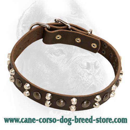 Custom Studded Leather Dog Collar for Cane Corso Cane Corso