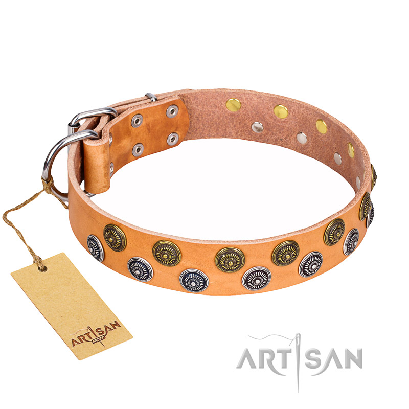 Get Wide Walking Leather Dog Collar, Brass Studs