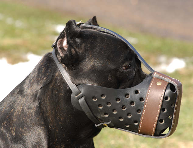Leather Dog Muzzle for Cane corso mastiff click here